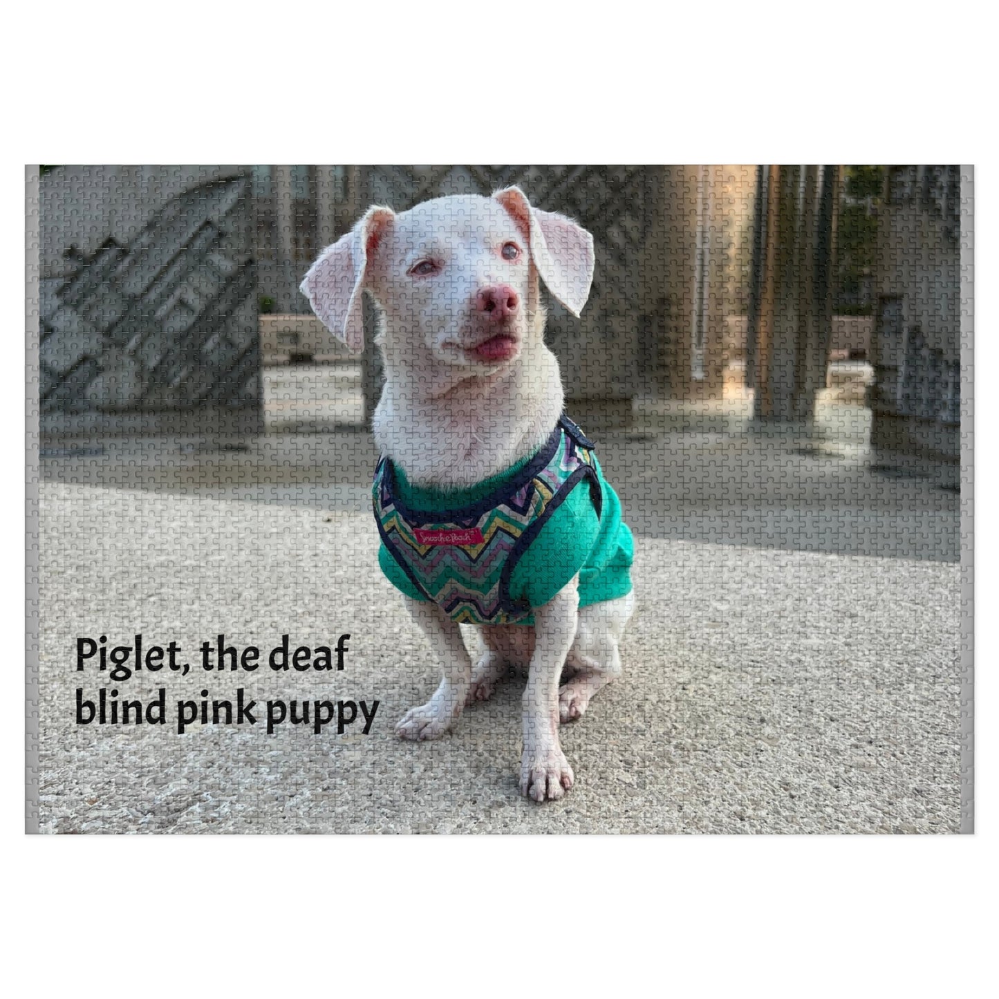 Piglet, the deaf blind pink puppy Jigsaw Puzzle with Tin