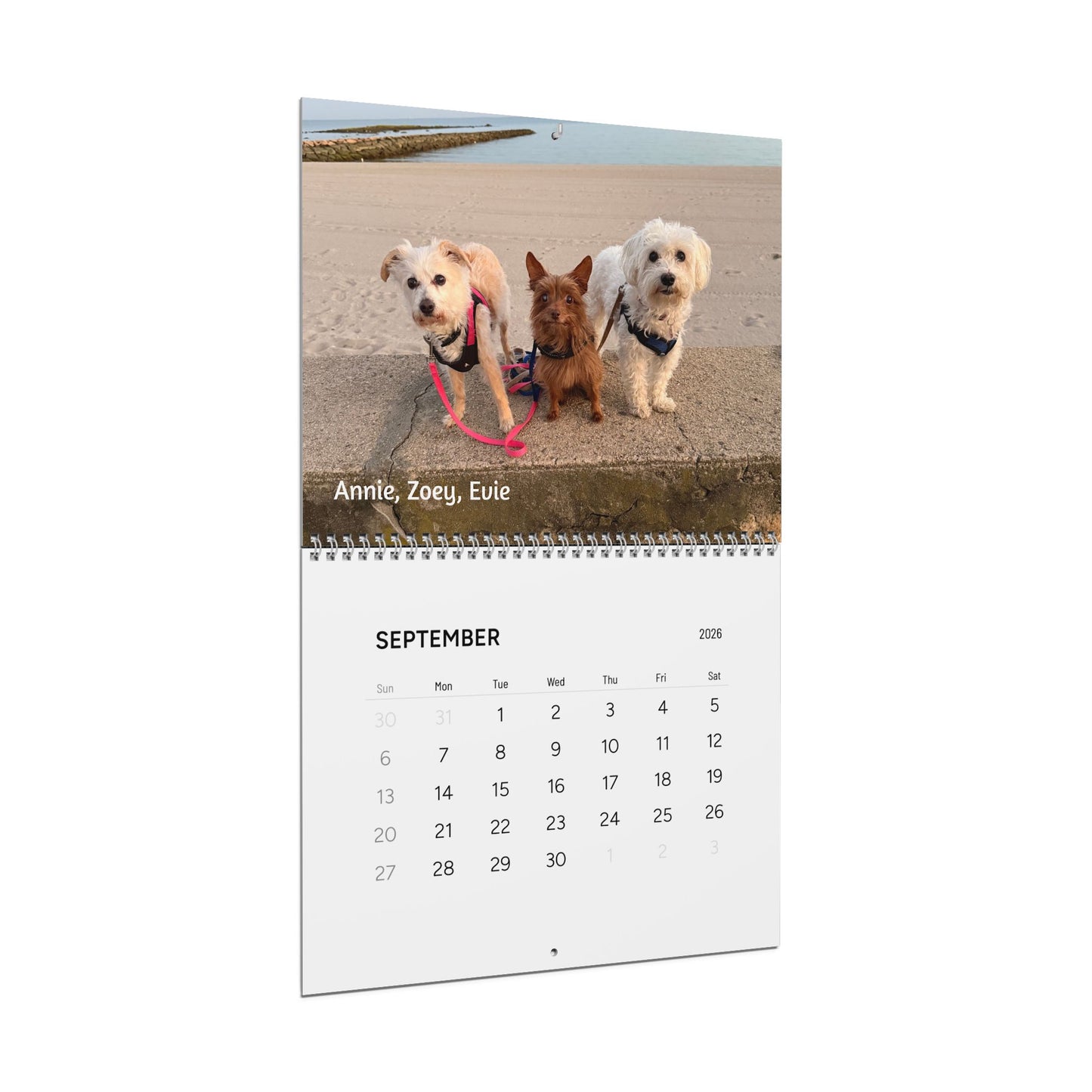 Piglet and Friends, Official 2026 Calendar of Piglet, the deaf blind pink puppy