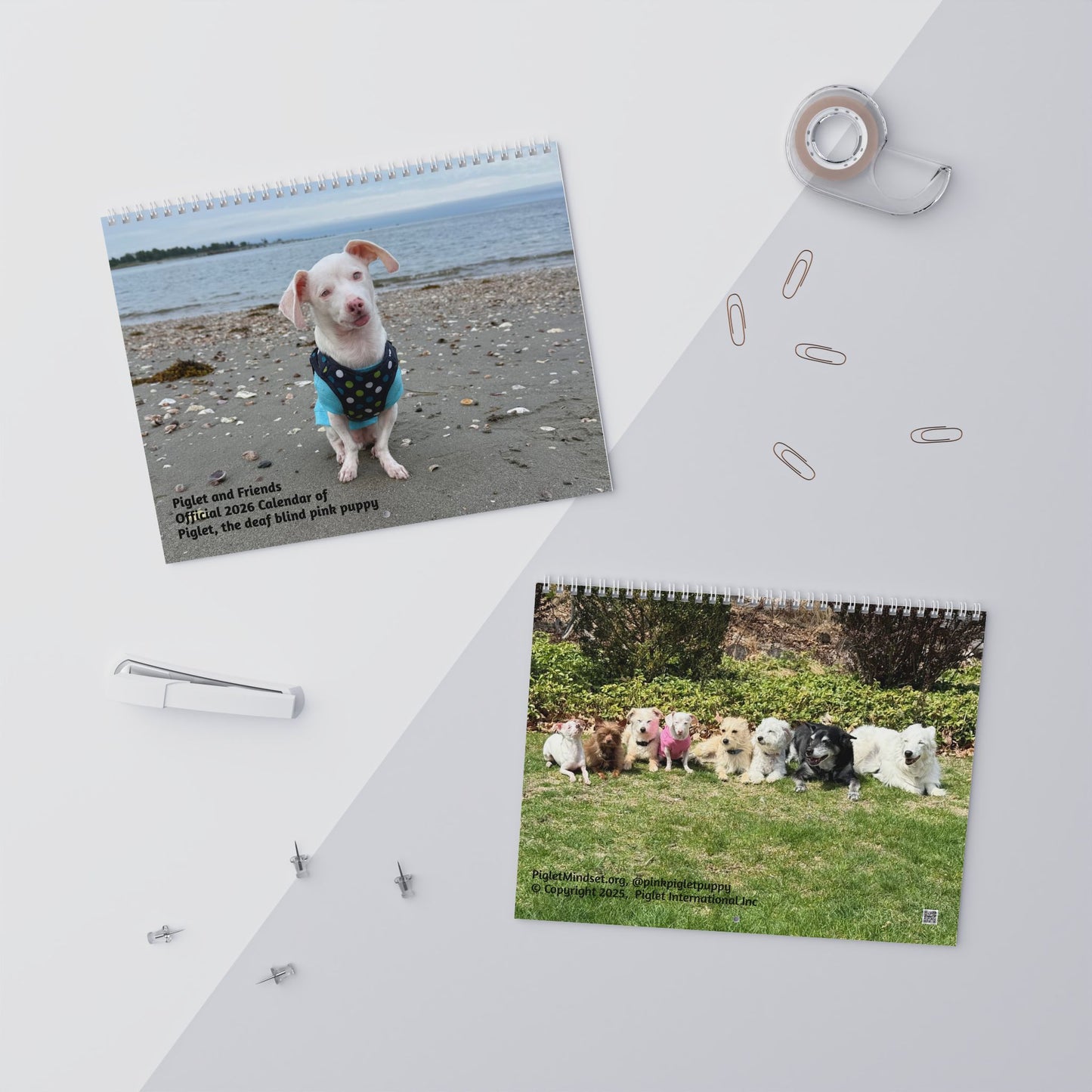 Piglet and Friends, Official 2026 Calendar of Piglet, the deaf blind pink puppy