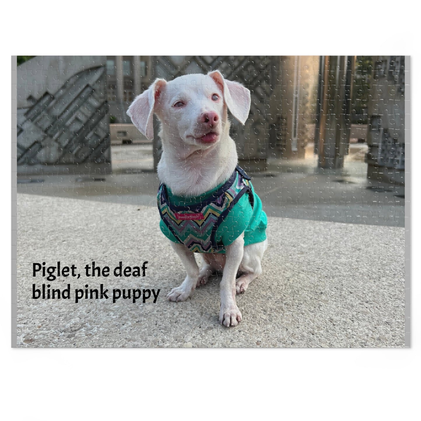 Piglet, the deaf blind pink puppy Jigsaw Puzzle with Tin