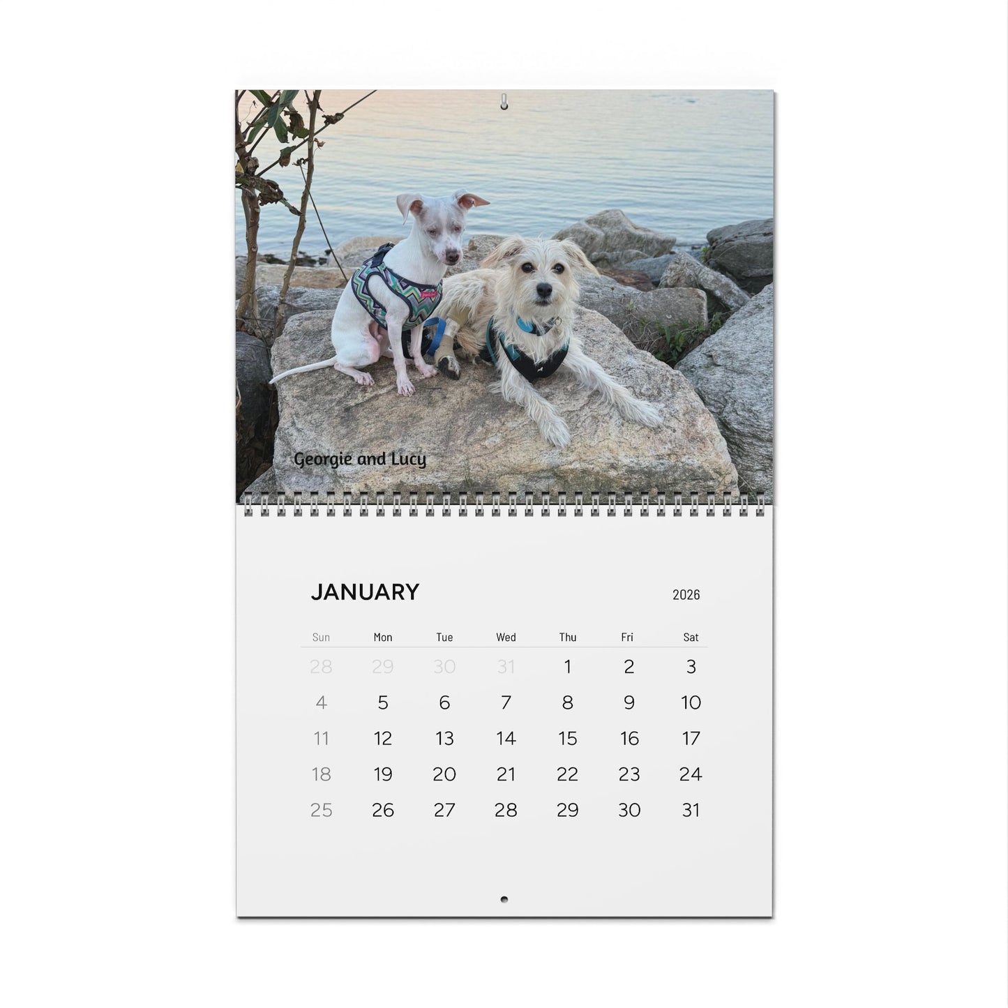 Piglet and Friends, Official 2026 Calendar of Piglet, the deaf blind pink puppy