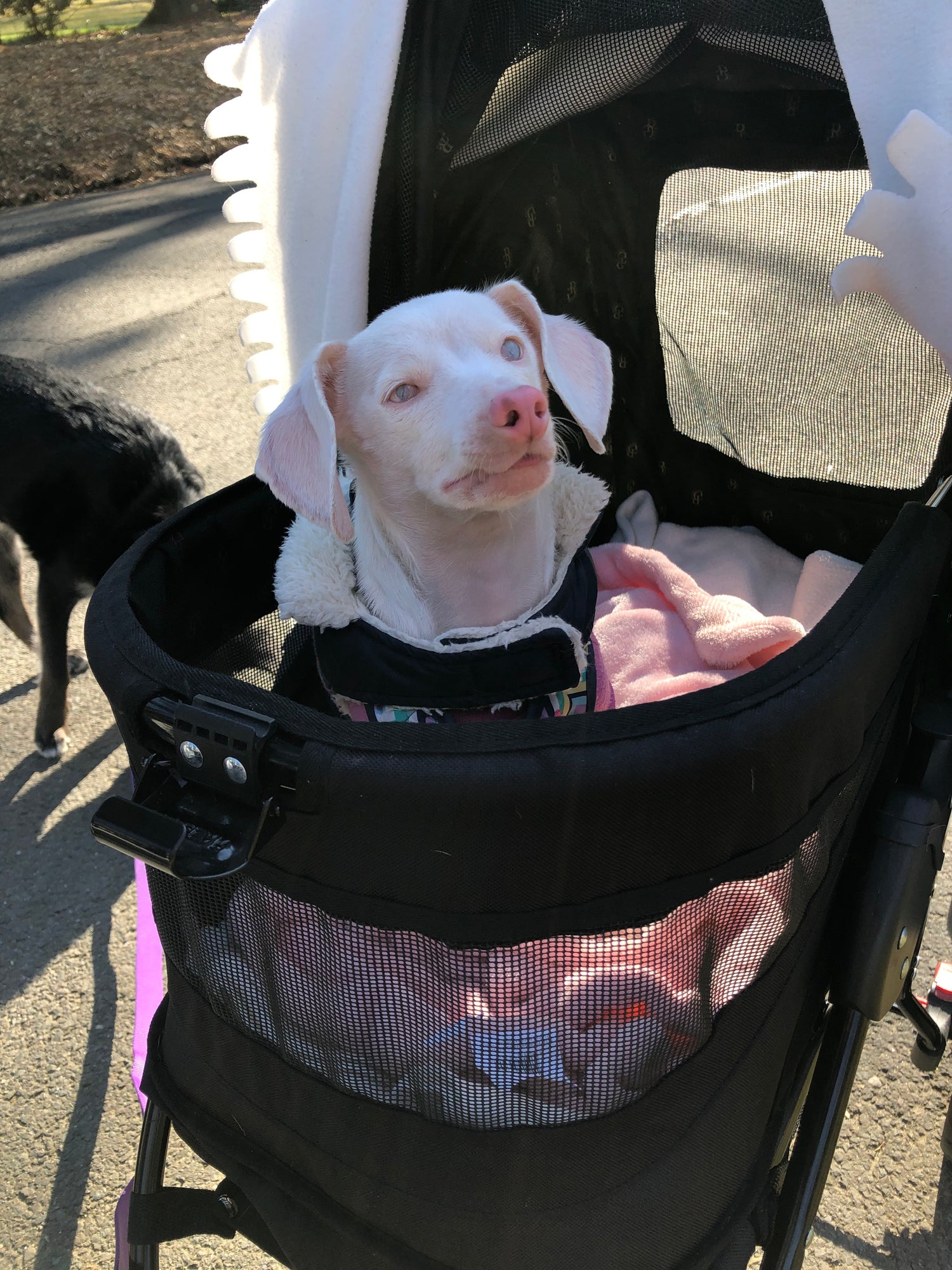 Piglet the Dog in his stroller
